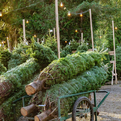 Baler Twine Christmas Trees