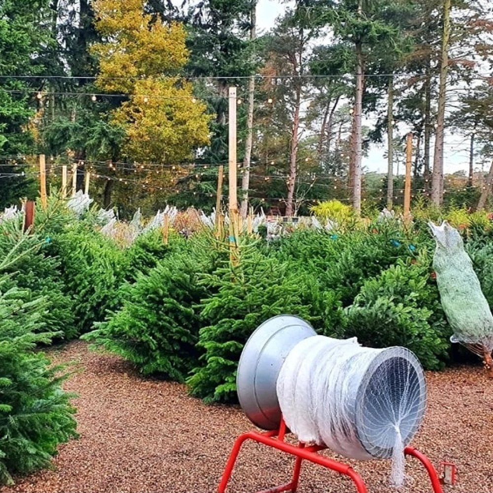 Christmas Tree Netting Funnel in use at Thorpe Plant Centre Norwich