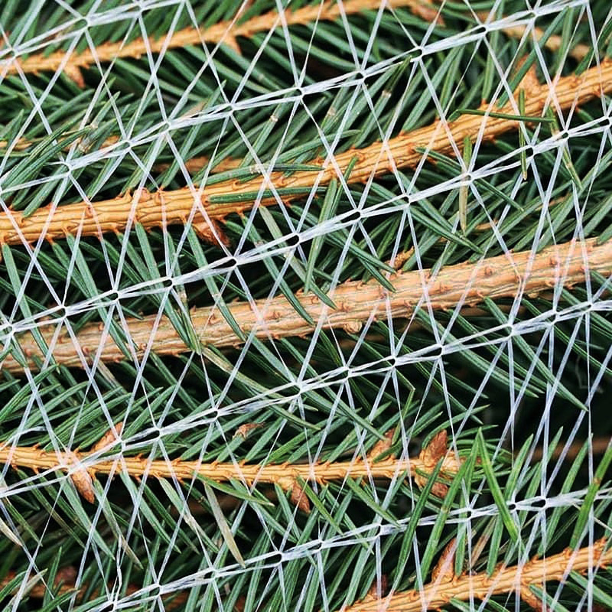 LZ Tape Tree Netting