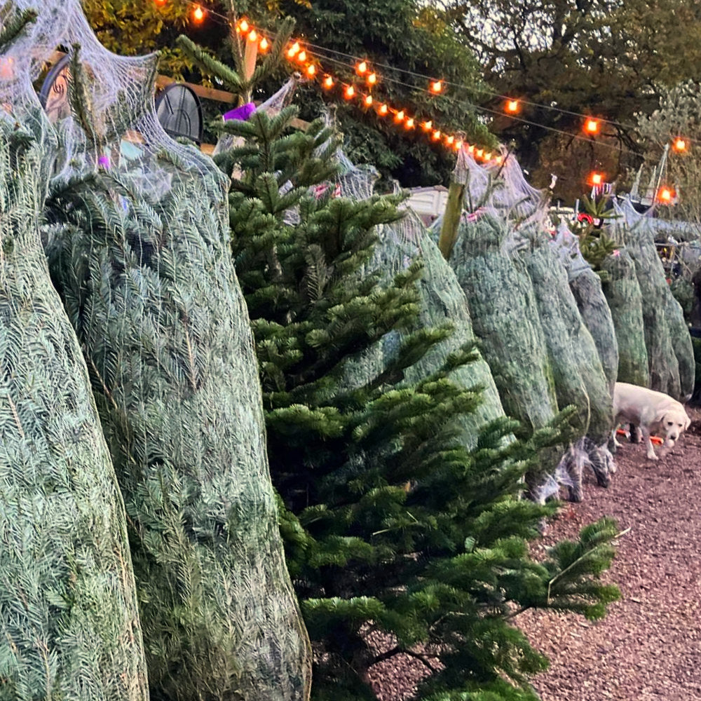 Netted Christmas Trees Ready for Sale