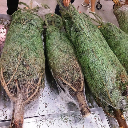 Netted Real Fresh Cut Christmas Trees