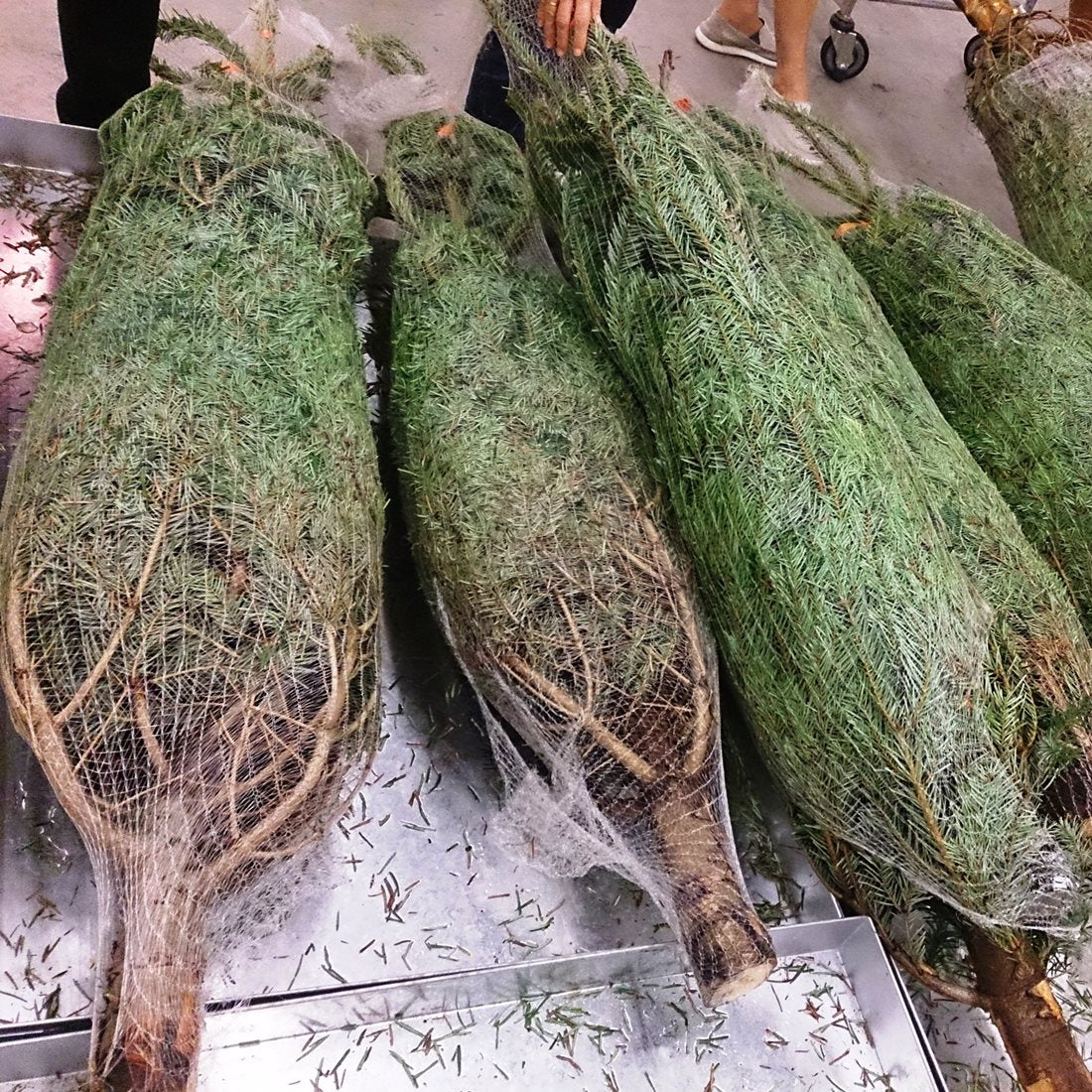 Netted Christmas Trees